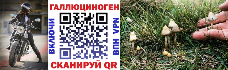 Псилоцибиновые грибы Cubensis  Санкт-Петербург 